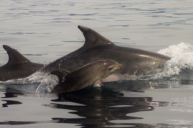 Meet the Lisbon Dolphins - Dolphin Watching in Lisbon - The monument pass: Torre de Belém, Descobrimentos, 25 de Abril, and MAAT