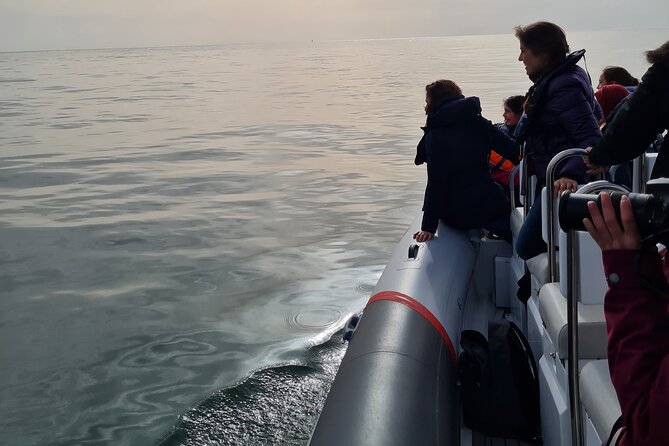Meet the Lisbon Dolphins - Dolphin Watching in Lisbon - Price and value: what you’re really paying for at $78.61