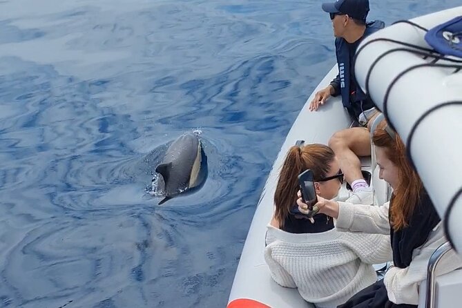 Meet the Lisbon Dolphins - Dolphin Watching in Lisbon - Who this tour fits best (and who might want to reconsider)