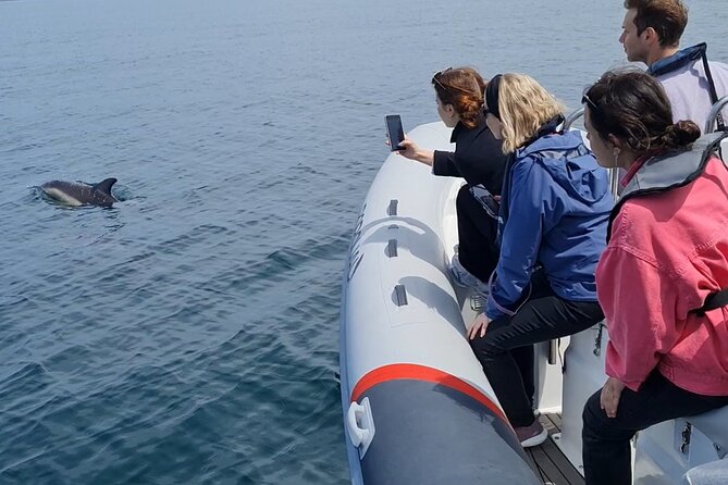 Meet the Lisbon Dolphins - Dolphin Watching in Lisbon - Should you book Lisbon Dolphins?
