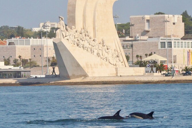 Meet the Lisbon Dolphins - Dolphin Watching in Lisbon - What the guide actually teaches you to notice
