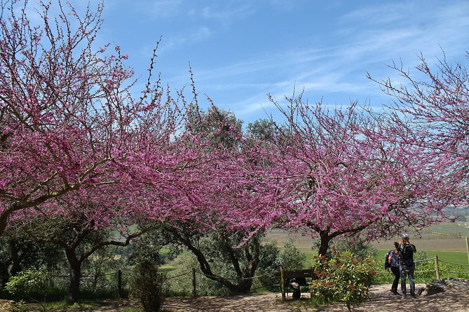 Óbidos historic village and Mafra Palace Private Tour - Seasonal Óbidos markets: Medieval Market in July, and winter markets