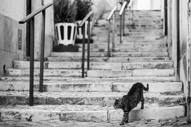 Photography Workshop-Tour in Alfama - Lisbon - Alfama Two-Hour Shoot: Tiles, Tram-Lined Streets, and Nooks You’d Miss