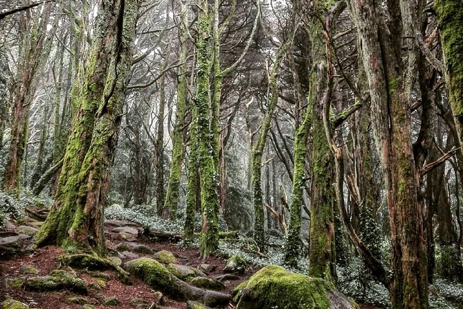 Private Evening Walk Inside the Forest: "Sintra Mountains Inbetween Wolves" - The 5:00 pm start: seeing the Castle and Pena from afar