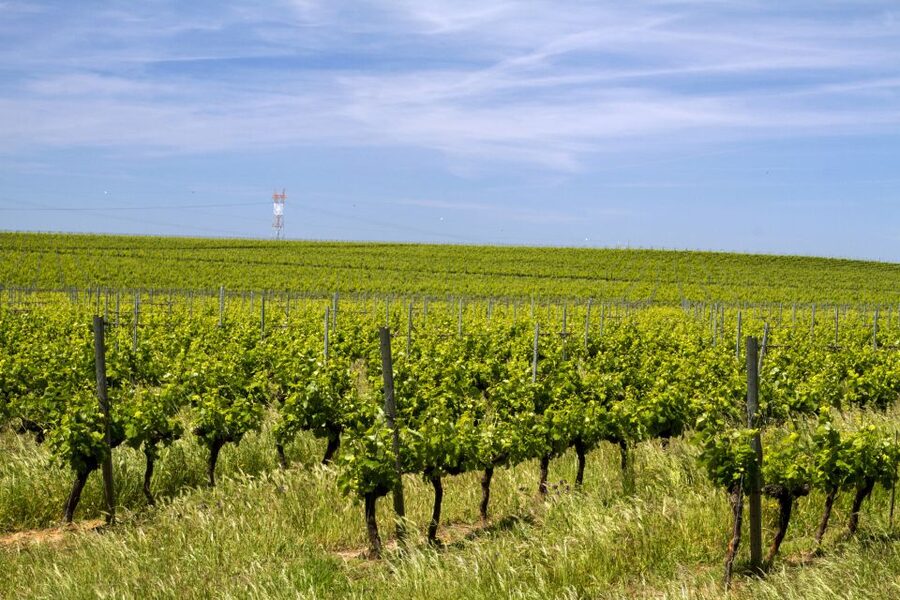 Private Évora World Heritage Tour from Lisbon - Lunch Choices: Wine Restaurant Pairing or Estate-Style Tasting