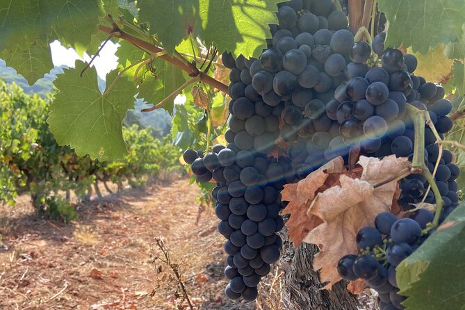 Private Full-Day Wine Tour from Lisbon with Tastings - Parque Natural da Arrábida: A Quick Sea-Air Reset