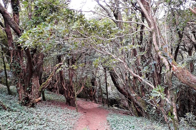 Private Half Day Hiking in Sintra-Cascais Natural Park - Santuario da Peninha: 5 km of viewpoints, traditions, and a smart pause