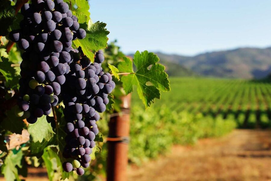 Private Lisbon Arrábida Wine Tour: Culture, Scenery & Wines - Setúbal Market: A Short Stop That Feels Like More