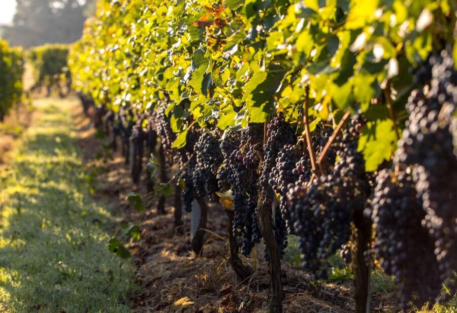 Private Lisbon Arrábida Wine Tour: Culture, Scenery & Wines - Who This Private Lisbon–Arrábida Tour Fits Best