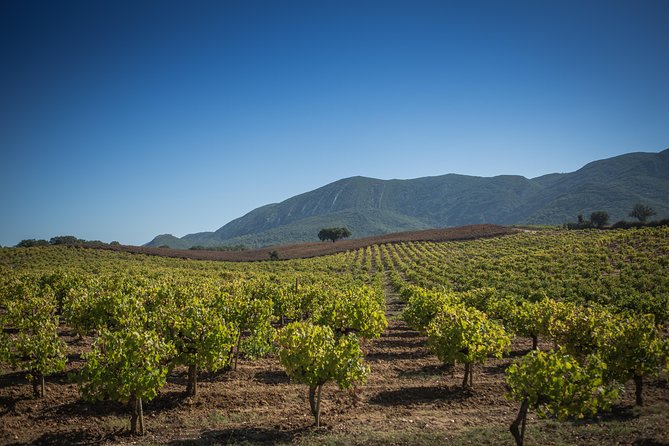 Private Lisbon Arrabida Wine Tour: Food & Wines, Mountain and Sea - Arrábida Natural Park: ocean viewpoints that make you shut up and look