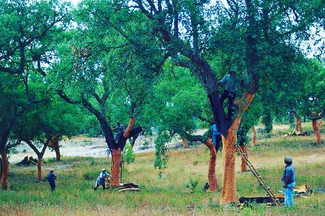 Private Tour in Evora and Monsaraz with Wine Tasting - Lunch time in Reguengos de Monsaraz: a real food break, not a fast snack