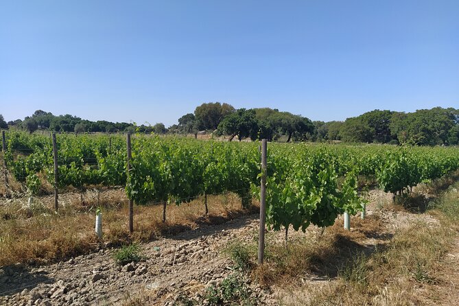 Private Tour to Évora with Wine tasting - Should you book the Évora + winery private tour?