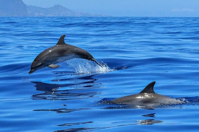 Setúbal Private Tour - Including Dolphin Watching - Cristo Rei (Santuario Nacional de Cristo Rei): A Fast, Worth-It Stop