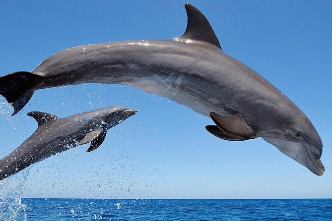Setúbal Private Tour - Including Dolphin Watching - Price and Value: Is $221.08 Worth It?
