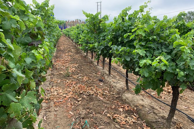 Setúbal Wine Tour with Visit and Tasting at 2 Wineries - A short trip that actually feels like wine country