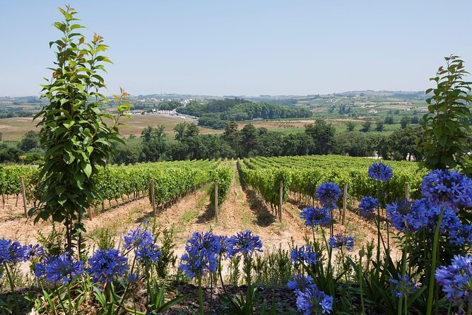 Setúbal Wine Tour with Visit and Tasting at 2 Wineries - Stop 3: Adega de Palmela for a more local cooperative vibe