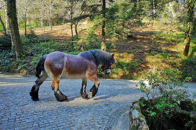 Sintra Tour with Pena Palace, Moorish Castle and Regaleira - Private - Getting from Lisbon: hotel pickup and air-conditioned timing