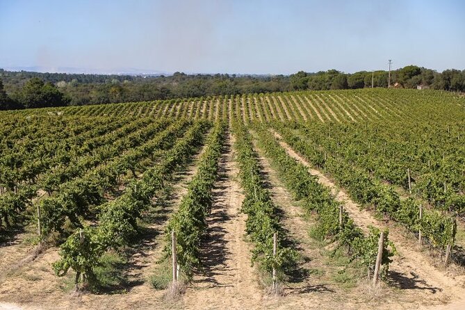 Small Group Full-Day Arrábida Wine Tour and Food Tasting - Palmela Winery Time: Quinta do Piloto or Farm Catralvos
