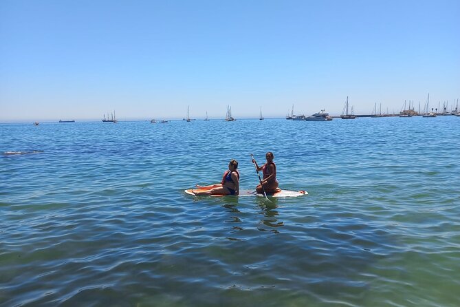 SUP Paddle Board Rentals - Marine life spotting: how to enjoy it without losing control