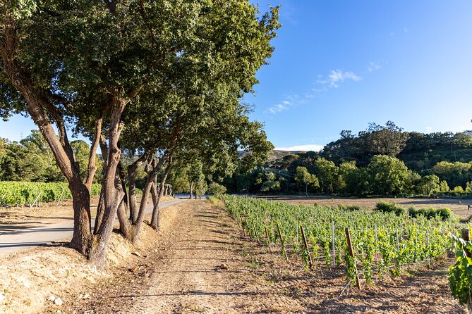 Wine tasting at Quinta das Murgas - Tapas with your tasting: simple pairing that keeps things Portuguese