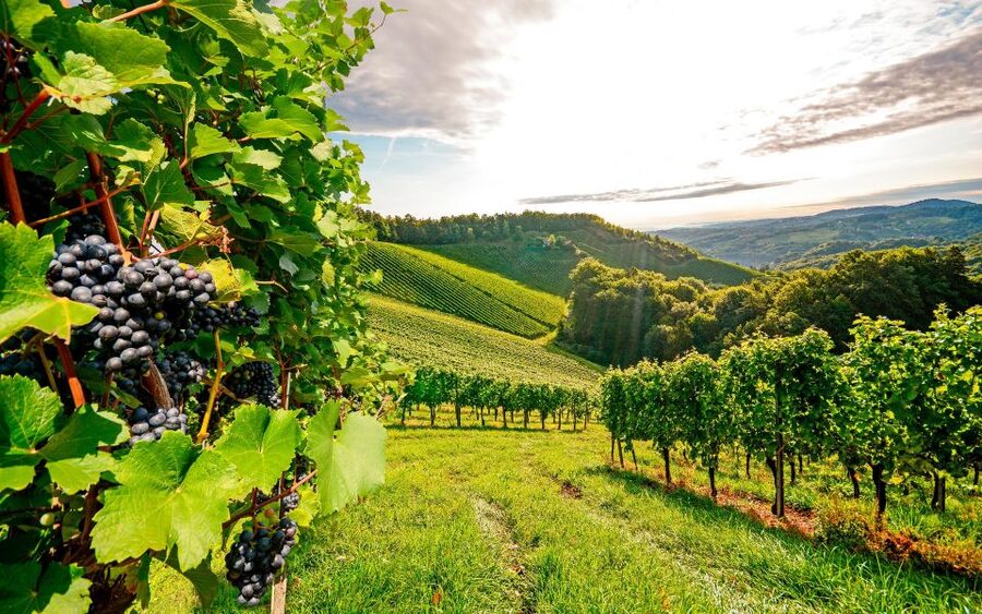 Wine Tasting - Private Half-Day Tour - Who this tour fits best (and who should skip)